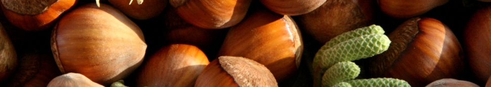 Huile de noix de coco ou huile de coprah